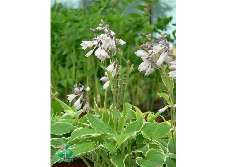 Latvijas stādi - Hosta 'Fringe Benefit' - hosta, šķirne